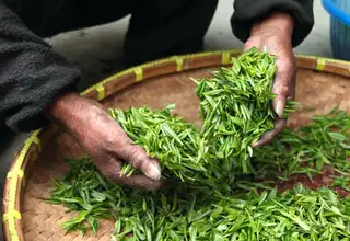 Green Tea Buying Guide for Wholesale