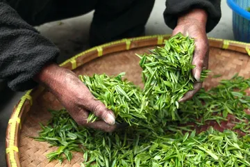 Green Tea Buying Guide for Wholesale