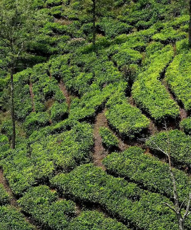 Tea estate