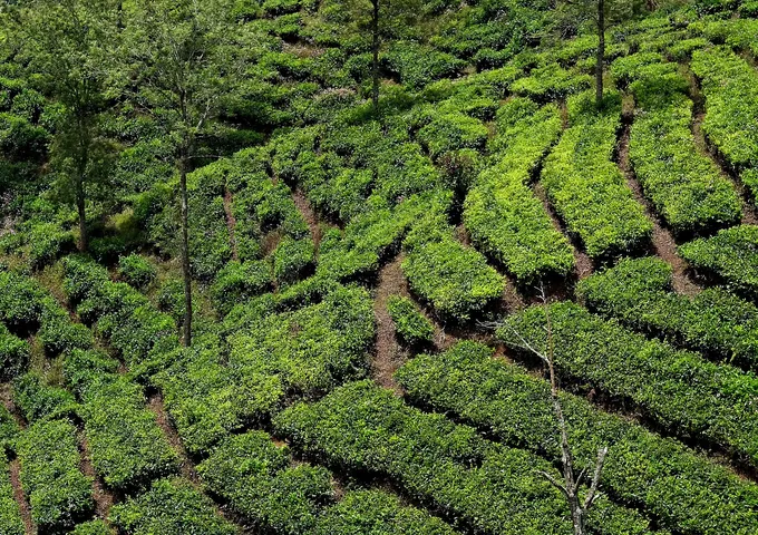 Tea estate