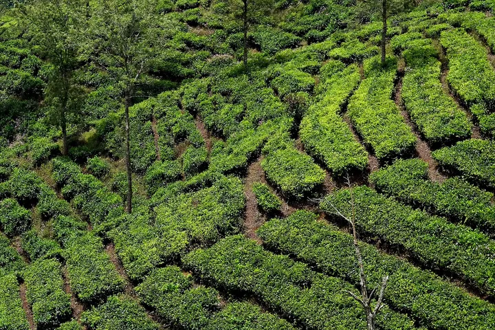 Tea estate